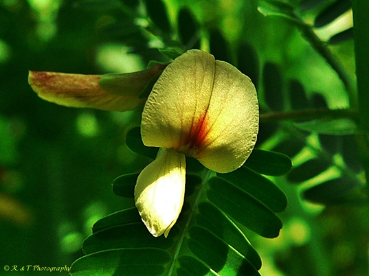 {Sesbania herbacea}